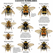  A detailed identification chart for cuckoo bumblebees, featuring high-quality photographs of various species with clear labels for scientific and common names, and highlighting key identification features like color patterns and hairiness.