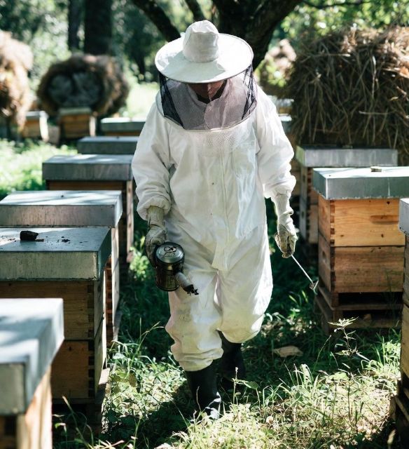 Beekeeper wearing protective gear walking through an apiary